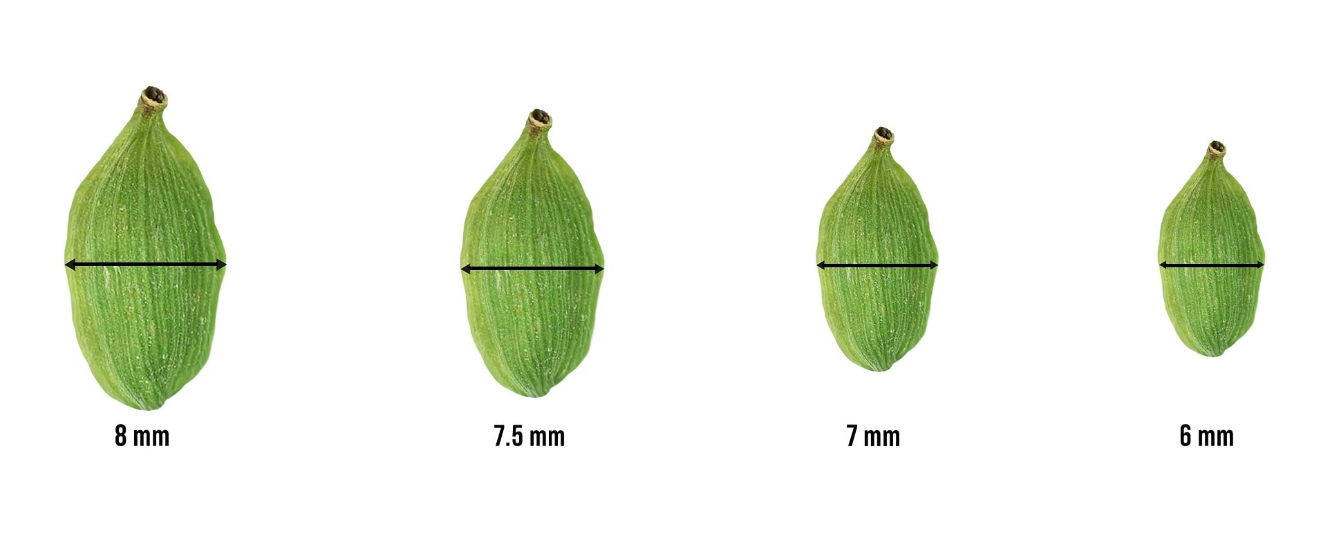 MAS green cardamom size grades — 8mm, 7.5mm, 7mm and 6mm capsules compared